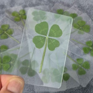 네잎클로버 진짜 행운 부적 생화 압화 코팅 카드 행사용 기념품 -봉투15가지 FLC 001