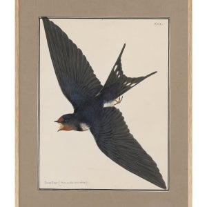 Swallow (ca.1763)