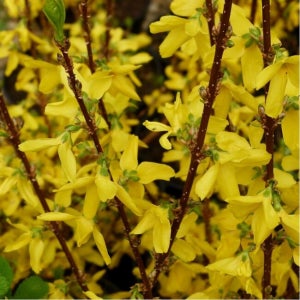 왜성 개나리 미카도르 20cm 조경수 관상수