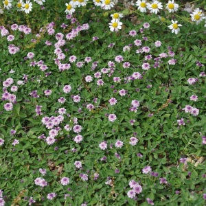 쿠라피아 6cm 반판 20주 묘목 조경수 관상수 꽃잔디