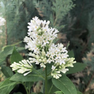 프레스토니아 라일락 아그네스스미스 19cm 꽃나무 화분묘