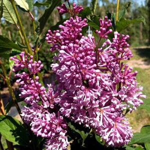 프레스토니아 라일락 미뉴에트 20cm 꽃나무 화분묘