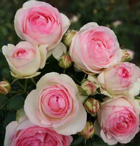 피에르 드 롱사르(Pierre de Ronsard) 프랑스 사계 정원 장미 화분묘