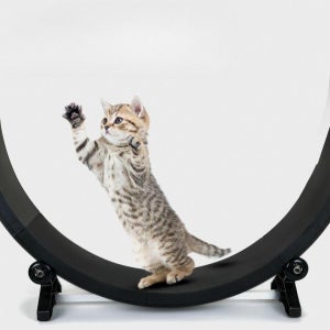 프리미엄 무소음 캣휠 듀얼베어링 프리미엄 간단조립 고양이 달리기훈련 트레드밀