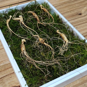 화천심마니 강원도 7~8년근 장뇌삼 산양삼 7뿌리 부모님 감사 효도 건강 명절 선물세트