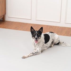 개놀자 슬림 실리콘 강아지 롤매트 애견 고양이 미끄럼방지 매트 그레이, 140x500cm