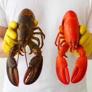 살아있는 바다가재 활 랍스타 바닷가재 랍스터 1마리