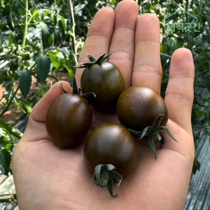 대저 흑대추 방울토마토 짭짤이 흑토마토 쿠마토 500g 1kg 2kg