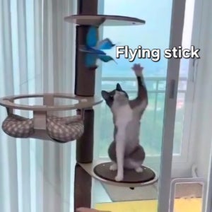 플라잉스틱 고양이 사냥 본능 자극 제비 비둘기 앵무새 까치 나비 연 장난감 낚시대