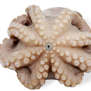 세척 문어 5Kg 손질 냉동문어 생문어 홀클린 돌문어 참문어 업소용 모리타니아 세네갈