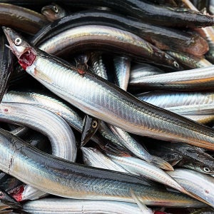 양미리 생물 반건조양미리 제철 급랭 속초 고성 까나리 생선구이