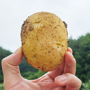 팜포라이프 햇 두백감자 1kg 2kg 3kg 5kg 10kg