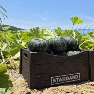 전남 함평 제철 미니 밤호박 보우짱 단호박 2kg 4kg