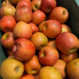 지훈이네 흠과 쥬스용 주스용 사과 랜덤과 4kg,8kg, 10kg