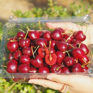 생 체리 칠레 생과 왕 500g 1kg