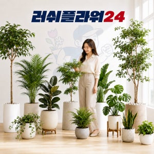 실내공기정화식물 스투키 산세베리아 플랜테리어 개업 승진 취임 축하화분