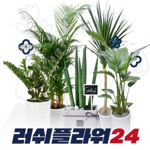 실내공기정화식물 스투키 산세베리아 플랜테리어 개업 승진 취임 축하화분