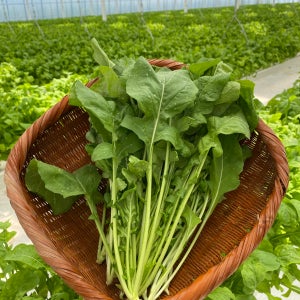 로캣루꼴라 200g 농장직송 무료배송