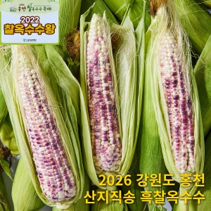 강원도 홍천 2026 흑찰옥수수 최고의맛 산지직송 250g, 50개
