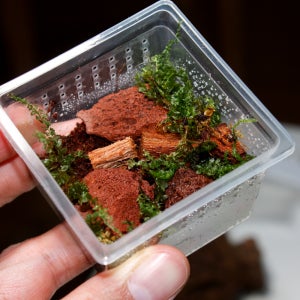 깡충거미 사육키트 5종 애완거미 키우기 (코코허스크, 사육장, 화산석, 코코피트, 이끼)