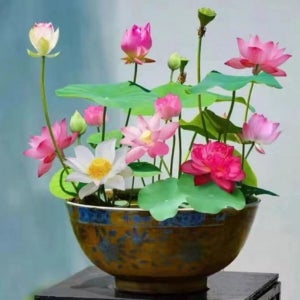 연꽃 키우기 화단 정원 꽃밭 연못 관상용 미니 수련 연꽃 씨앗 100립