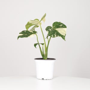 데팡스 중품 무늬몬스테라 실내공기정화식물 집에서키우기쉬운 식물 포트 화분