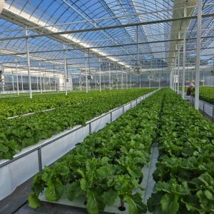 쌈앤장팜 무농약 GAP 분무수경(에어로포닉스) 토경재배 청상추 꽃상추 1kg 2kg 4kg