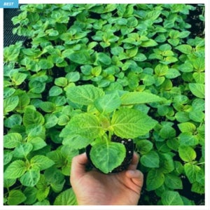 깻잎 모종 묘종 키우기 쌈채소 베란다 텃밭 집에서 식물 야채 채소 키우기 가꾸기 6개