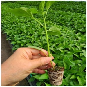 아삭이 고추 모종 안 매운 고추 묘종 베란다 텃밭 집에서 식물 채소 키우기 가꾸기 5개