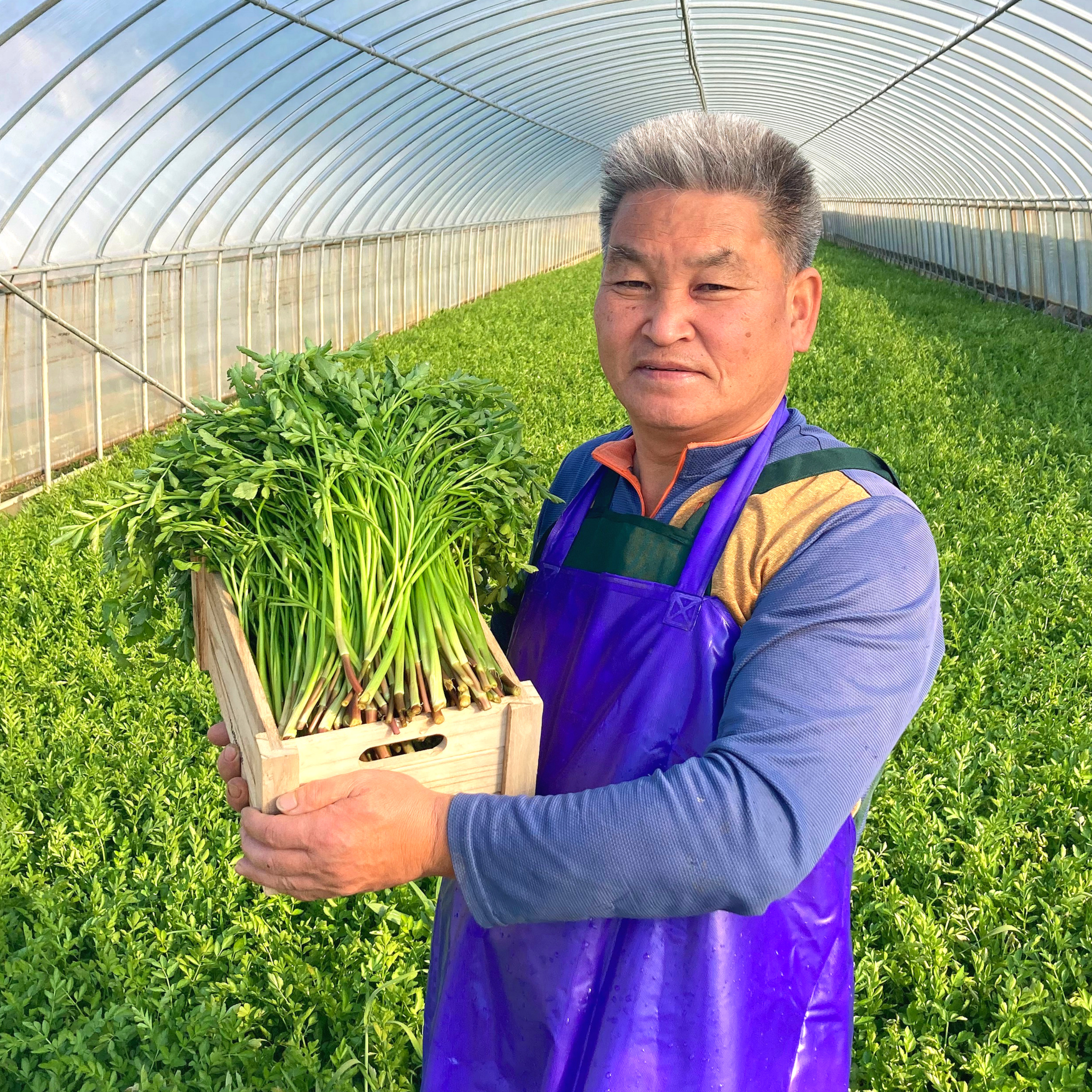 [당일수확/당일배송] 무농약으로 기른 청도 미나리 1kg, 1개