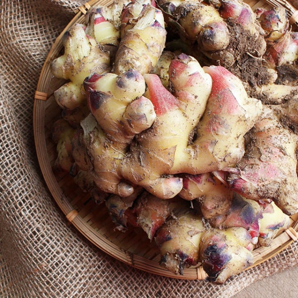 25년 햇 봉동 세척생강 흙 생강 특품 생강