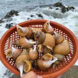 [선주직송]자연기록 백골뱅이 1kg 당일조업 생물 생 골뱅이 백고동 냉동 제철