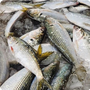 여름별미전어구이 500g 제철전어 2시전 당일출고 떡전어구이