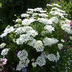 오를라야 (올라야 Orlaya 레이스꽃) 씨앗 200립 대포장