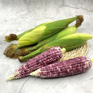 25년 전남 곡성 햇 생 냉동 삶은 찐 흑찰 옥수수 옥과농협 특품 16cm내외