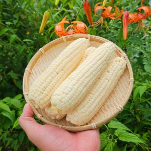 가마골보부 강원도 미백 찰 옥수수 (미백2호) 특 10개 corn