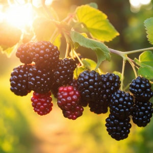 [신선급냉] 항산화 간식 국산 슈퍼 복분자 블랙베리 열매 생과 산지직송 5kg, 1개