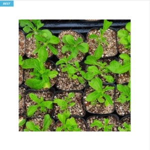 스테비아 모종 설탕초 천연 감미료 스테피아 묘종 베란다 텃밭 집에서 식물 채소 키우기 5개