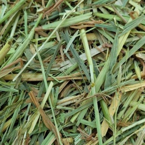 연맥 연맥짚 토끼 기니피그 친칠라 먹이 사료 오트헤이 건초 25kg