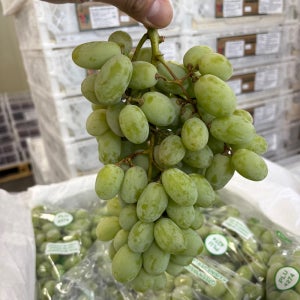 포도 원물 까멜리아 청포도 2kg 4kg