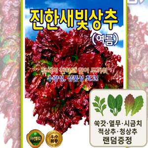 진한새빛 상추 여름 씨앗 진한 적색 고온기 안정생육 수량성 우수 3000립 ks