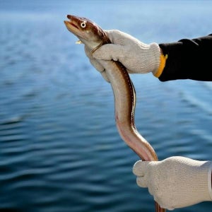 수산특공대 자연산 바다장어1kg(손질후650g내외/머리,뼈포함2~3미)소스증정