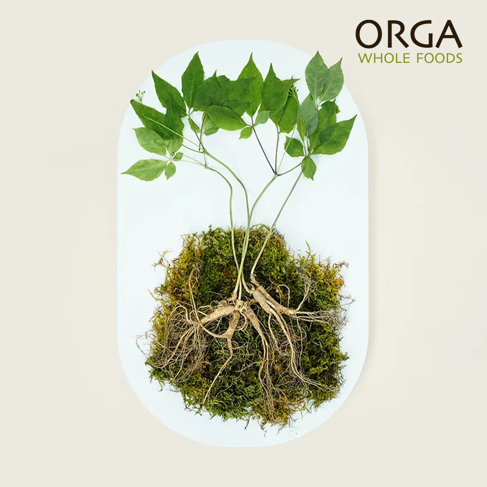 ORGA 올가 산지직송 산양삼 세트 (친환경, 10뿌리, 대)
