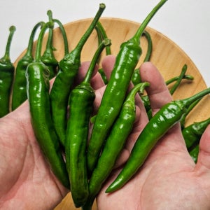 햇 청양고추 청량고추 영양고추 태양초 땡초 1kg 상등급