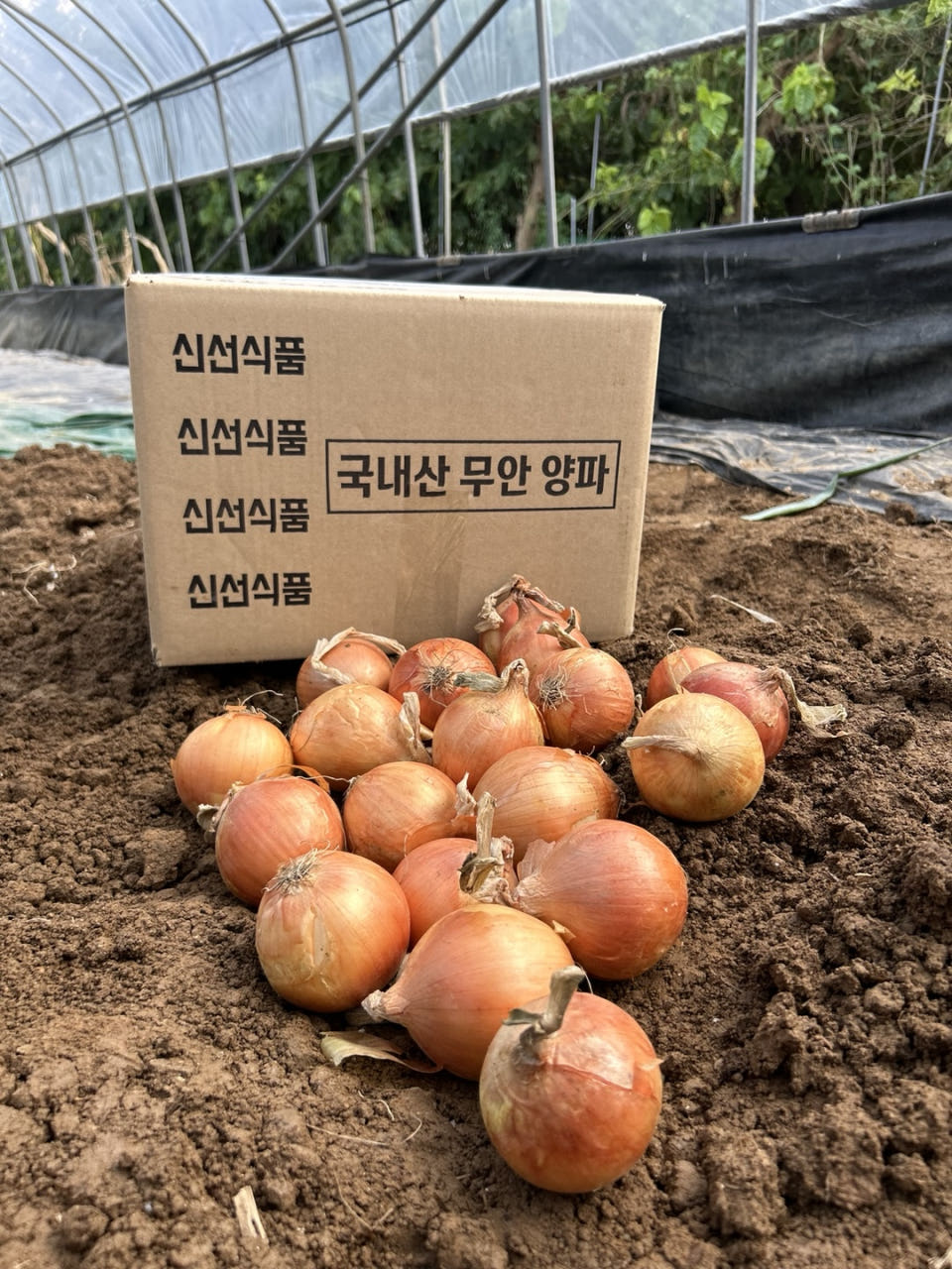 25년 최상품 무안 햇양파 깐양파 업소용 대용량 소스용 20kg 15kg 10kg