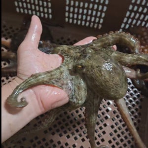 [창훈이네 어물전] 문어 숙회 돌문어 국산 왕문어 1kg 1.5kg
