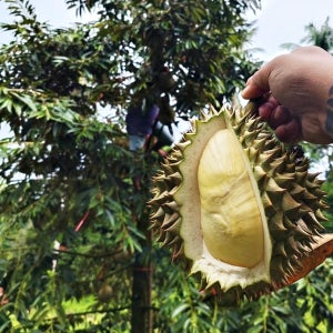 가마골보부 태국 몬통 생 두리안 1kg Monthong 월요일통관 수-금 발송 durian