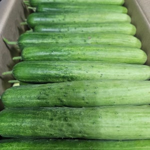 오이 백오이 백다다기 다다기오이 오이지용 (특5kg) 25개내외