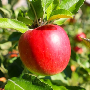 사과 경북 부사 못난이 꿀사과 5kg 10kg 홍로 아오리 청사과 시나노 골드 별사과