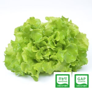 친환경 무농약 유러피안 샐러드 야채 버터헤드 2kg GAP 수경재배 유럽 채소